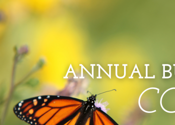 A monarch butterfly perches on small purple flowers